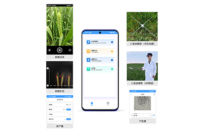 威海市小麦亩穗数分析仪IN-XM02
